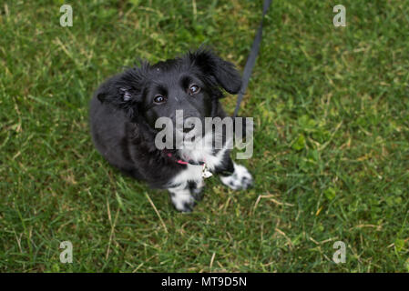 A quattro mesi di età Shetland Sheepdog cucciolo mix siede in erba guardando verso l'alto. Foto Stock