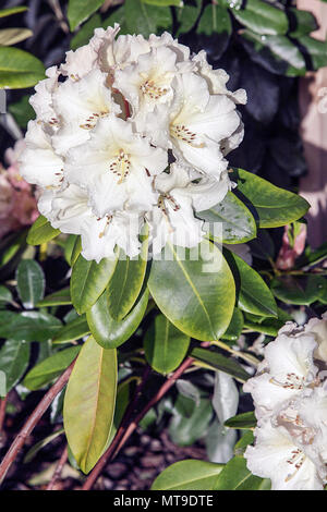 Molla di bellissimi Rododendri, visualizzati qui nel giardino posteriore del fotografo Peter Wheeler della casa di Shropshire. Foto Stock
