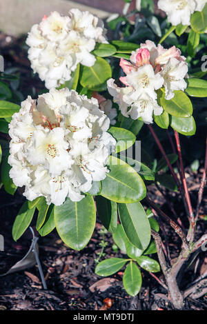 Molla di bellissimi Rododendri, visualizzati qui nel giardino posteriore del fotografo Peter Wheeler della casa di Shropshire. Foto Stock