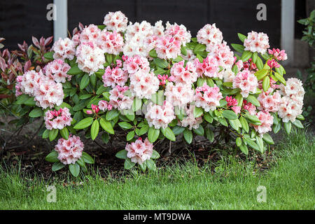 Molla di bellissimi Rododendri, visualizzati qui nel giardino posteriore del fotografo Peter Wheeler della casa di Shropshire. Foto Stock