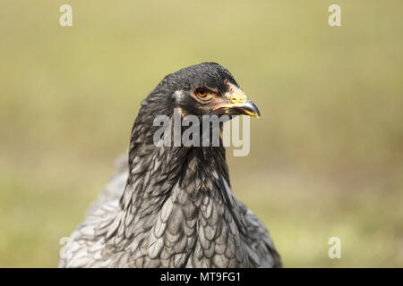 Pollo domestico, razza: Partridge Brahma. Ritratto di una gallina. Germania Foto Stock