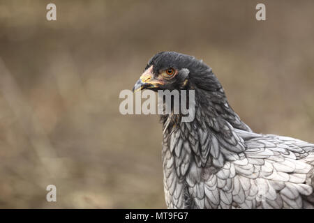 Pollo domestico, razza: Partridge Brahma. Ritratto di una gallina. Germania Foto Stock