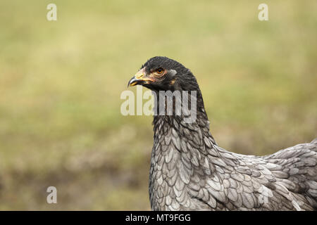 Pollo domestico, razza: Partridge Brahma. Ritratto di una gallina. Germania Foto Stock