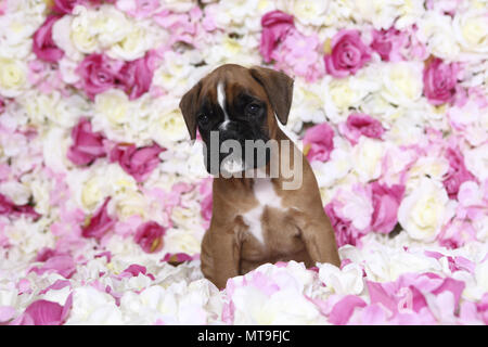 Boxer tedesche. Cucciolo (7 settimane di età) seduto tra rose fiori. Studio Immagine. Germania Foto Stock