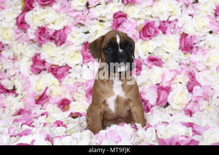 Boxer tedesche. Cucciolo (7 settimane di età) seduto tra rose fiori. Studio Immagine. Germania Foto Stock