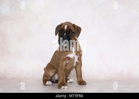 Boxer tedesche. Cucciolo (7 settimane di età) seduta. Studio Immagine. Germania Foto Stock