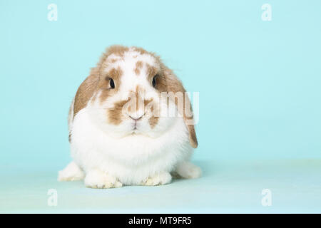 Dwarf Lop-eared Rabbit seduta, come si vede in testa-a. Studio Immagine contro un fondo azzurro Foto Stock