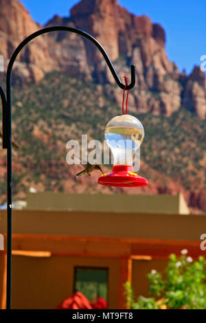 Hummingbird sulla roccia montani Foto Stock