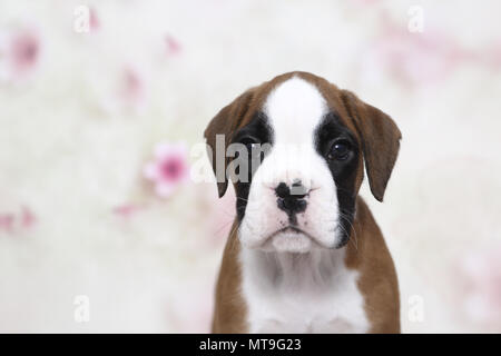 Boxer tedesche. Ritratto di un cucciolo (7 settimane di età). Studio Immagine visto contro uno sfondo bianco con stampa fiori. Germania Foto Stock