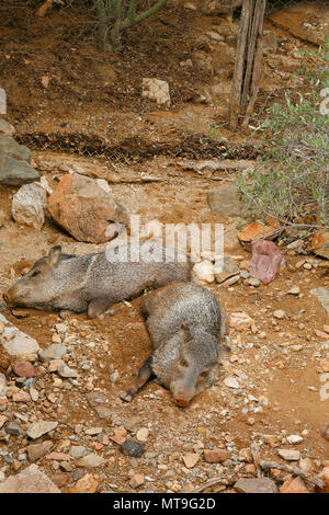 American acciuffato pecari o Javelina, una specie di suidi trovata con una gamma da sudovest stati degli Stati Uniti verso il basso attraverso una centrale Foto Stock