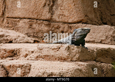 Woody Dragon. Ritratto di iguana verde sulla roccia Foto Stock