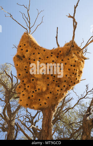 Nido comunale di tessitori socievoli (Philetairus socius) con le sue numerose camere. In un albero di Camelthorn (Acacia erioloba). Tirasberge, Namibia. Foto Stock