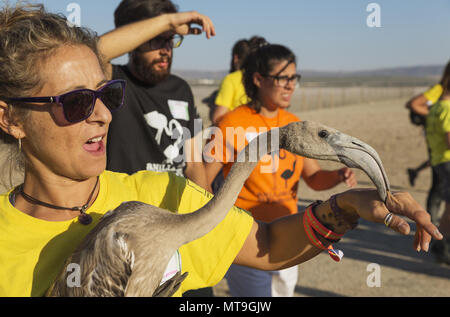 Fenicottero maggiore (Phoenicopterus roseus). Apparentemente rilassato e sfrontato immaturo nella cura di un volontario in attesa di una visita medica di controllo e la procedura di chiamata. Presso la Laguna de Fuente de Piedra vicino alla città di Antequera. Questo è il più grande lago naturale in Andalusia e in Europa è solo la navigazione terreno fertile per questa specie. Provincia di Malaga, Andalusia, Spagna. Foto Stock