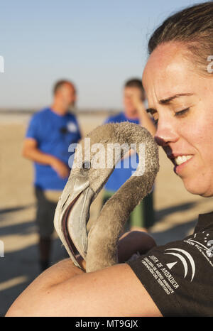 Fenicottero maggiore (Phoenicopterus roseus). Apparentemente rilassato immaturo nella cura di un volontario in attesa di una visita medica di controllo e la procedura di chiamata. Presso la Laguna de Fuente de Piedra vicino alla città di Antequera. Questo è il più grande lago naturale in Andalusia e in Europa è solo la navigazione terreno fertile per questa specie. Provincia di Malaga, Andalusia, Spagna. Foto Stock