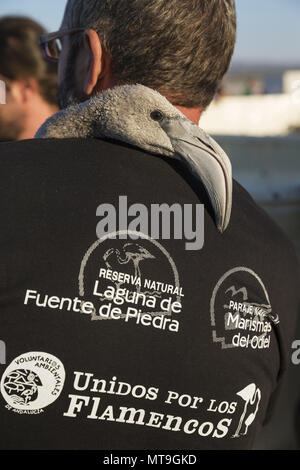 Fenicottero maggiore (Phoenicopterus roseus). Apparentemente rilassato immaturo nella cura di un volontario in attesa di una visita medica di controllo e la procedura di chiamata. Presso la Laguna de Fuente de Piedra vicino alla città di Antequera. Questo è il più grande lago naturale in Andalusia e in Europa è solo la navigazione terreno fertile per questa specie. Provincia di Malaga, Andalusia, Spagna. Foto Stock