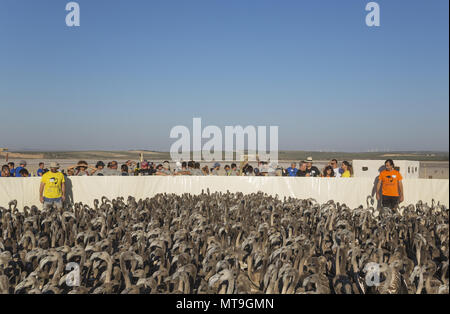 Fenicottero maggiore (Phoenicopterus roseus). Immatures in un cabinet presso la Laguna de Fuente de Piedra vicino alla città di Antequera attendono una visita medica di controllo e la procedura di chiamata. Questo è il più grande lago naturale in Andalusia e in Europa è solo la navigazione terreno fertile per questa specie. Provincia di Malaga, Andalusia, Spagna. Foto Stock