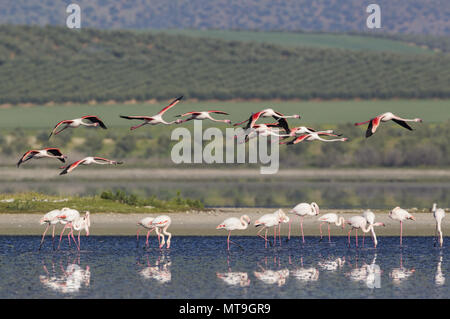 Fenicottero maggiore (Phoenicopterus roseus). Presso la Laguna de Fuente de Piedra vicino alla città di Antequera. Questo è il più grande lago naturale in Andalusia e in Europa è solo la navigazione terreno fertile per questa specie. In backround coltivati alberi di ulivo (Olea europaea). Provincia di Malaga, Andalusia, Spagna. Foto Stock