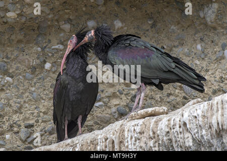 Northern calvo Ibis, Waldrapp (Geronticus eremita). Due adulti, impegnato nel sociale preening. Austria Foto Stock