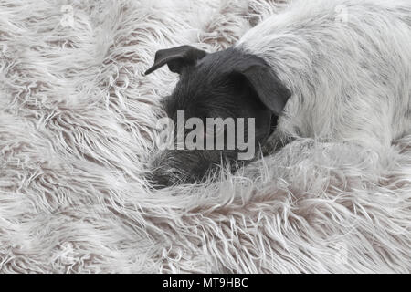 Jack Russell Terrier. Cane adulto (2 anni) giacente su una coperta di colore grigio. Germania Foto Stock