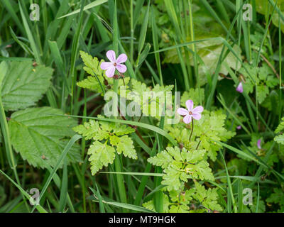 I fiori di colore rosa pallido e dividete il fogliame di herb robert Foto Stock