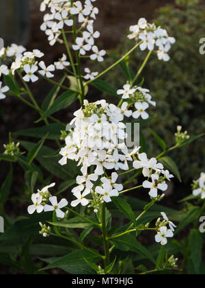 Una chiusura del bianco fiori di Hesperis matronalis alba Foto Stock