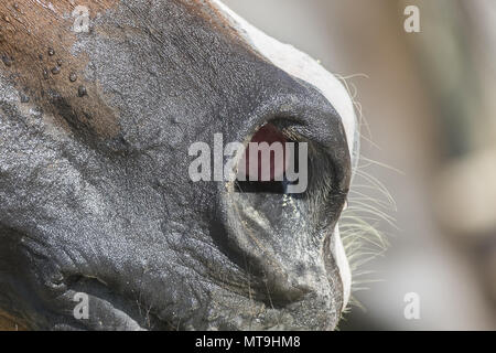Arabian Horse. Close-up di narici dopo una corsa endurance. Abu Dhabi Foto Stock