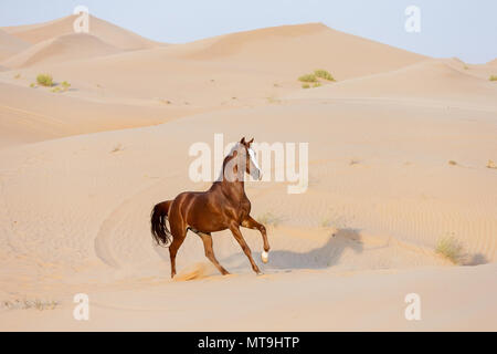 Barb cavallo. Chestnut castrazione al galoppo nel deserto. Abu Dhabi Foto Stock