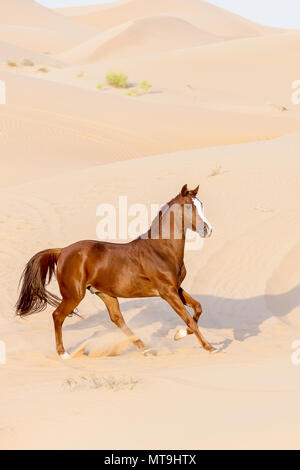 Barb cavallo. Chestnut castrazione al galoppo nel deserto. Abu Dhabi Foto Stock