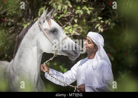 Arabian Horse. Uomo locale smooching con il grigio adulto indossando il tradizionale halter. Abu Dhabi Foto Stock