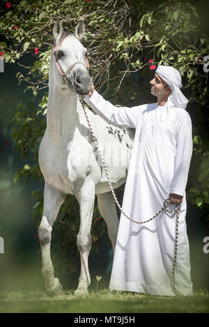 Arabian Horse. Uomo locale in piedi accanto al grigio adulto indossando il tradizionale halter. Abu Dhabi Foto Stock