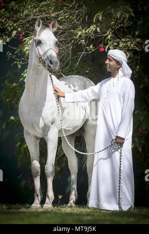 Arabian Horse. Uomo locale in piedi accanto al grigio adulto indossando il tradizionale halter. Abu Dhabi Foto Stock