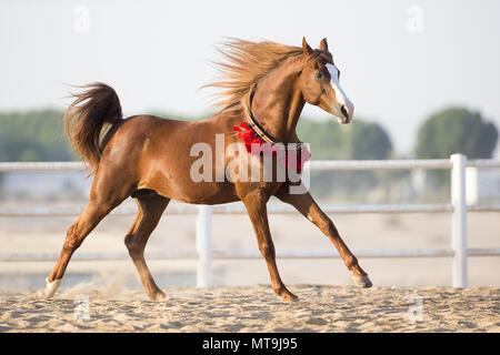 Arabian Horse. Stallone di castagne al galoppo in un paddock. Abu Dhabi Foto Stock
