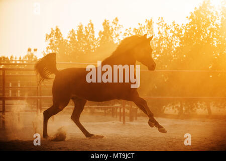 Arabian Horse. Bay adulto al tramonto, al galoppo in un paddock. Abu Dhabi Foto Stock