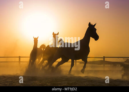 Arabian Horse. Tre cavalli al tramonto, al galoppo in un paddock. Abu Dhabi Foto Stock