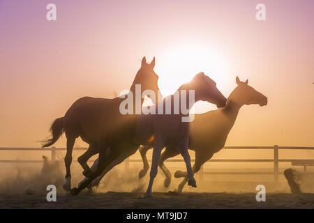 Arabian Horese. Tre cavalli al tramonto, al galoppo in un paddock. Abu Dhabi Foto Stock