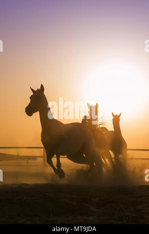 Arabian Horese. Tre cavalli al tramonto, al galoppo in un paddock. Abu Dhabi Foto Stock