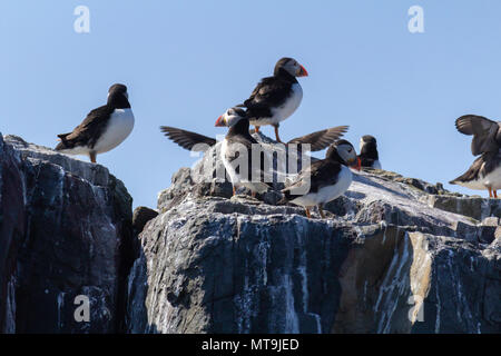 I puffini sulle isole farne, Northumberland, Regno Unito Foto Stock