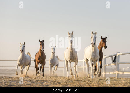 Arabian Horse. Mandria al galoppo in un paddock. Abu Dhabi Foto Stock
