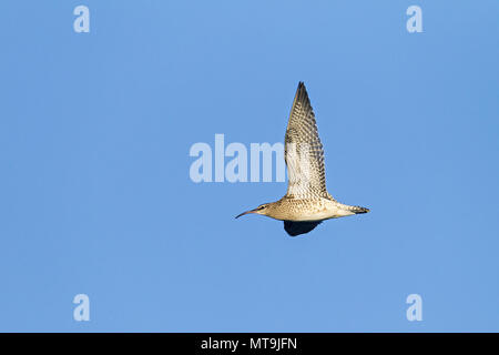 Whimbrel (Numenius phaeopus), adulto in volo. Germania Foto Stock