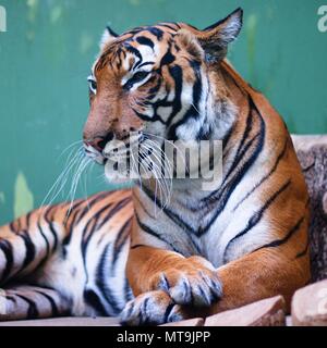 Captive tiger osservando attentamente Foto Stock