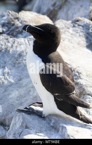 Razorbill sulle isole farne Foto Stock