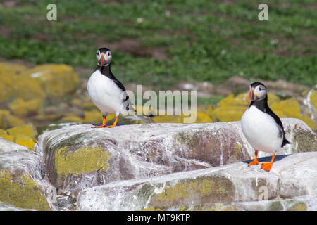 I puffini sulle isole farne, Northumberland Foto Stock