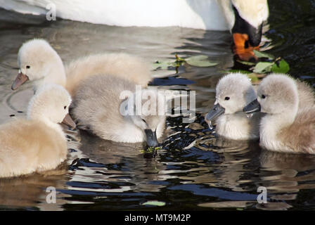 Due giorni di età baby Cigni aventi la loro prima nuotata con la madre nelle vicinanze Foto Stock