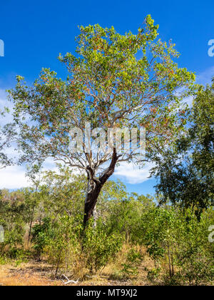 Savannah boschi di eucalipto lungo la Gibb River Road, Kimberley, WA, Australia. Foto Stock