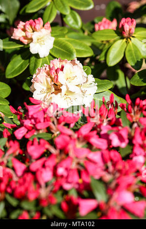 Molla di bellissimi Rododendri, visualizzati qui nel giardino posteriore del fotografo Peter Wheeler della casa di Shropshire. Foto Stock