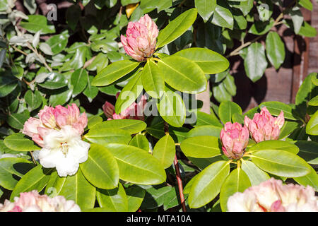 Molla di bellissimi Rododendri, visualizzati qui nel giardino posteriore del fotografo Peter Wheeler della casa di Shropshire. Foto Stock