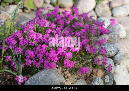 'Moerheimii' Creeping phlox, Mossflox (Phlox subulata) Foto Stock
