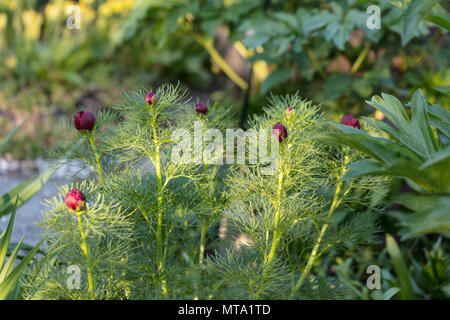 "Plena' Fernleaf doppia Peonia, Dillpion (Paeonia tenuifolia) Foto Stock