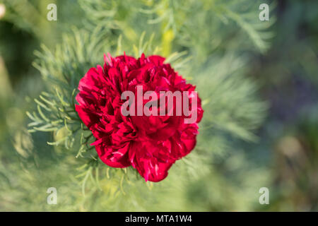 "Plena' Fernleaf doppia Peonia, Dillpion (Paeonia tenuifolia) Foto Stock