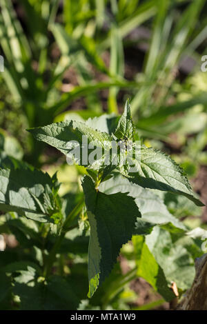 Figwort, Flenört (Scrophularia nodosa) Foto Stock